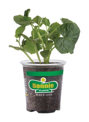 Bonnie Plants Pickling Cucumber 19.3 oz.