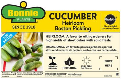 Image showing  Pickling Cucumber 19.3 oz.