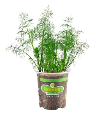 Bonnie Plants 19.3 oz. Potted Fernleaf Dill Plant