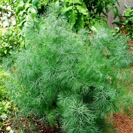 Bonnie Plants 19.3 oz Fern Leaf Dill Plant in Pot Herb Plants