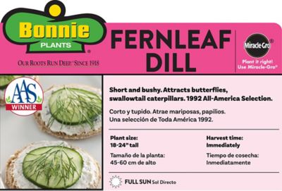 Image showing  19.3 oz. Potted Fernleaf Dill Plant