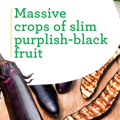 Image showing  Ichiban Type Eggplant 19.3 oz.