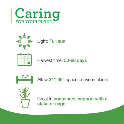 Image showing  Ichiban Type Eggplant 19.3 oz.