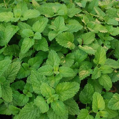 Image showing  Lemon Balm 19.3 oz.