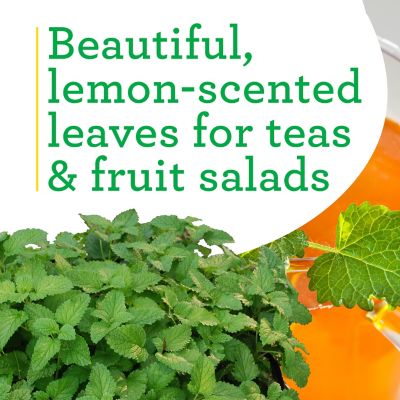 Image showing  Lemon Balm 19.3 oz.