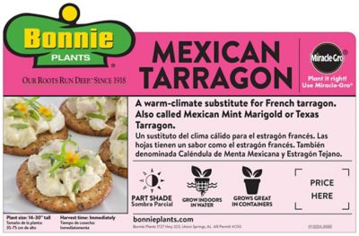 Image showing  Mexican Tarragon, 19.3 oz.