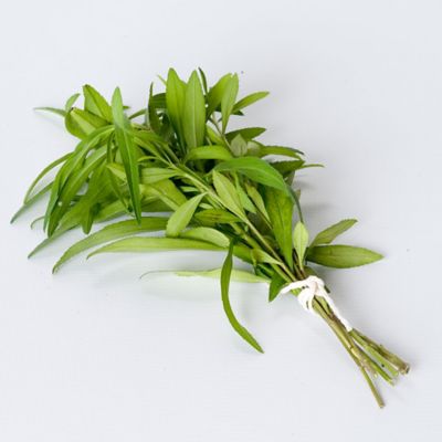Image showing  Mexican Tarragon, 19.3 oz.