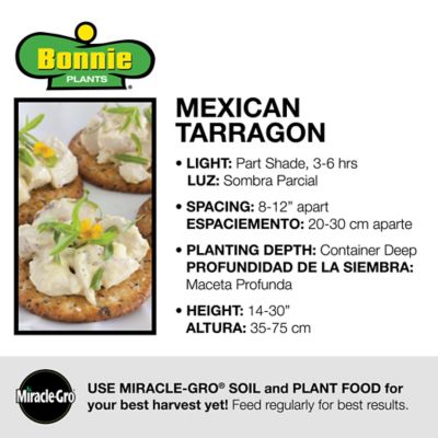 Image showing  Mexican Tarragon, 19.3 oz.