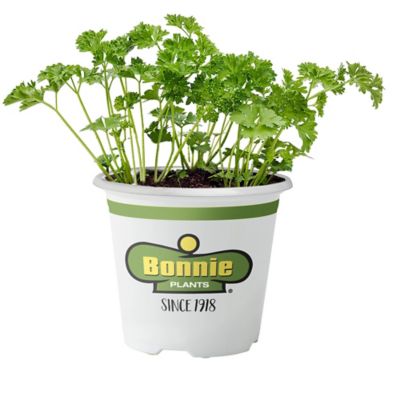 Bonnie Plants 19.3 oz. Potted Curled Parsley Plant, 2 pc.