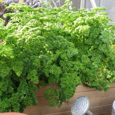 Image showing  19.3 oz. Potted Curled Parsley Plant, 2 pc.