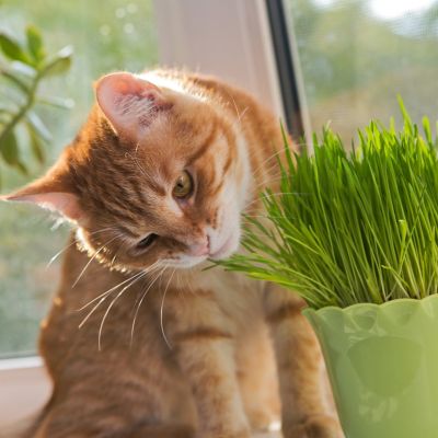 Image showing  Pet Grass, 19.3 oz.