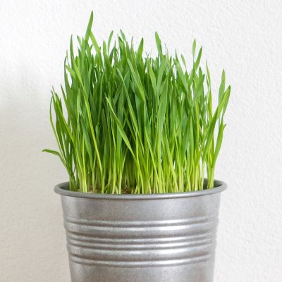 Image showing  Pet Grass, 19.3 oz.