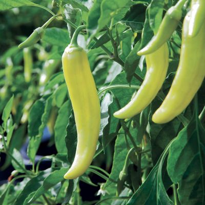 Image showing  Hot Banana Pepper 19.3 oz.