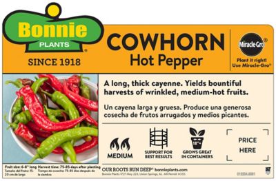 Image showing  19.3 oz. Cowhorn Pepper Vegetable Plant