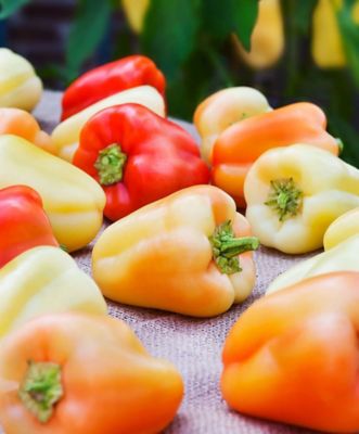 Bonnie Plants Gypsy Pepper 19.3 oz.