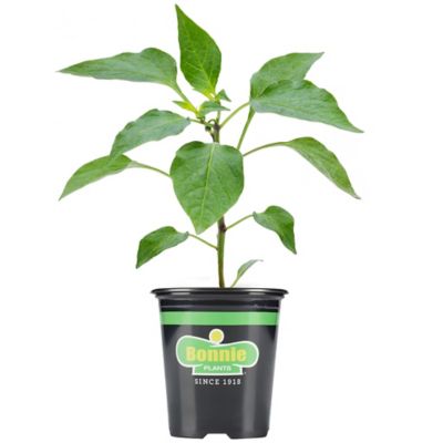 Bonnie Plants 19.3 oz. Potted Red Bell Sweet Pepper Plant