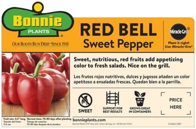 Image showing  19.3 oz. Potted Red Bell Sweet Pepper Plant