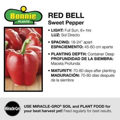 Image showing  19.3 oz. Potted Red Bell Sweet Pepper Plant