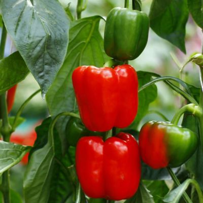Image showing  19.3 oz. Potted Red Bell Sweet Pepper Plant