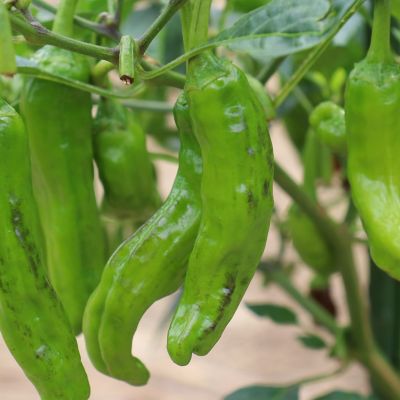 Image showing  Shishito Pepper 19.3 oz.