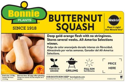 Image showing  Butternut Squash 19.3 oz.
