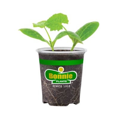 Bonnie Plants 19.3 oz. Potted Crookneck Squash Plant