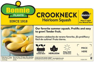 Image showing  19.3 oz. Potted Crookneck Squash Plant