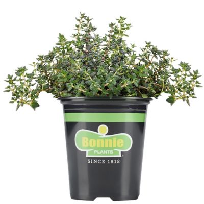 Bonnie Plants 19.3 oz. Potted German Thyme Plant