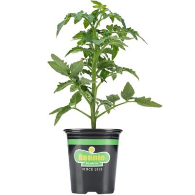 Bonnie Plants Potted Better Boy Tomato Plant