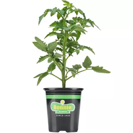 Bonnie Plants Better Boy Tomato Plant in Pot Vegetable Plants