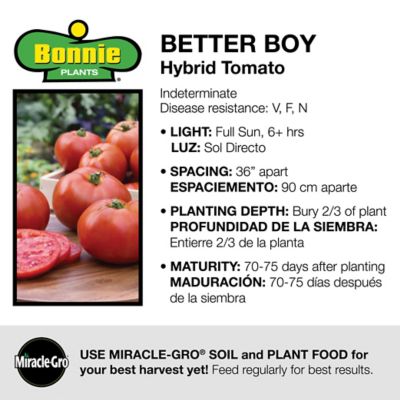 Image showing  Potted Better Boy Tomato Plant