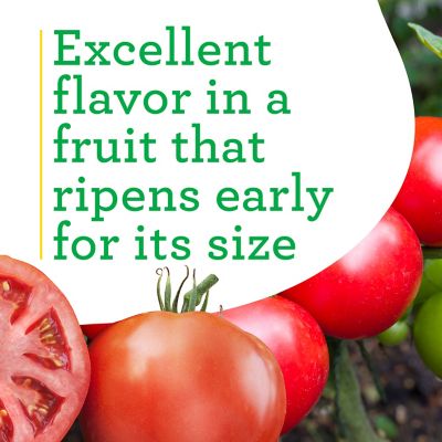 Image showing  19.3 oz. Potted Big Beef Tomato Plant