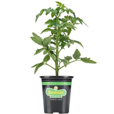 Bonnie Plants Celebrity Tomato 19.3 oz.