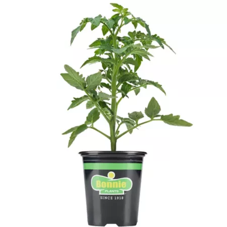 Bonnie Plants 19.3 oz Celebrity Tomato Plant in Pot Vegetable Plants