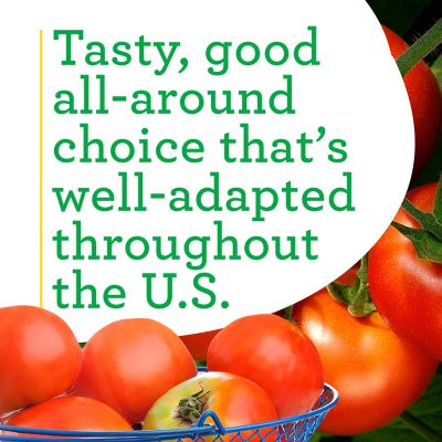 Image showing  19.3 oz. Potted Celebrity Tomato Vegetable Plant