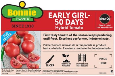 Image showing  Early Girl Tomato, 19.3 oz.