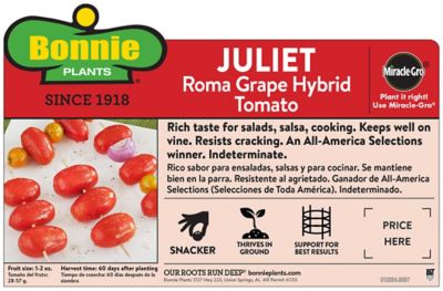 Image showing  Juliet Tomato 19.3 oz.