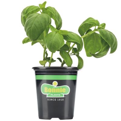 Bonnie Plants 4.5 in. Potted Sweet Genovese Basil Plant, 2 pc.