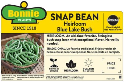 Image showing  Blue Lake Bush Beans, 19.3 oz.