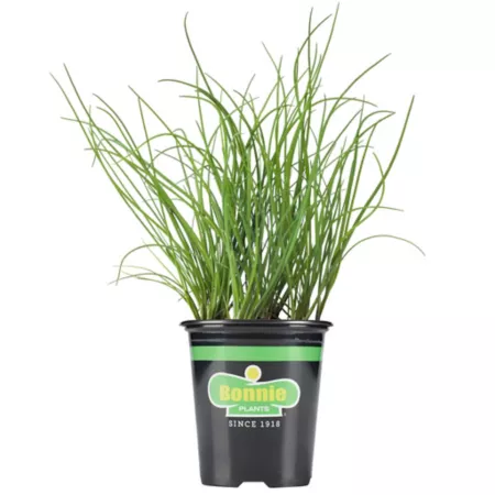 Bonnie Plants Bonnie Onion Chives Herb Seeds