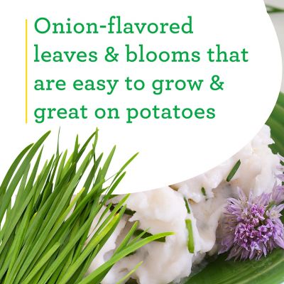 Image showing  Bonnie Onion Chives