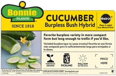 Image showing  Burpless Bush Cucumber 19.3 oz.