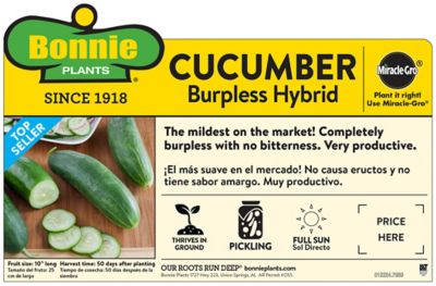 Image showing  Burpless Cucumber 19.3 oz.