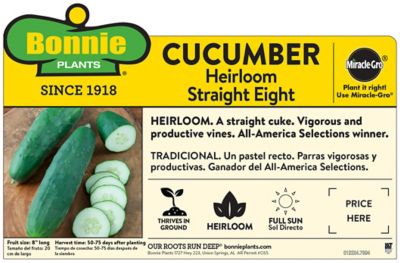 Image showing  Straight 8 Cucumber 19.3 oz.