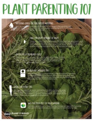 Image showing  Straight 8 Cucumber 19.3 oz.