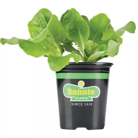 Bonnie Plants 19.3 oz Crunchy Butter Lettuce Plant Vegetable Plants