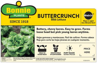 Image showing  19.3 oz. Buttercrunch Lettuce Plant