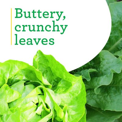 Image showing  19.3 oz. Buttercrunch Lettuce Plant