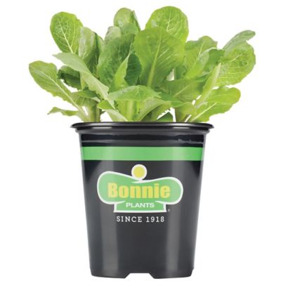 Bonnie Plants Green Romaine Lettuce 19.3 oz.