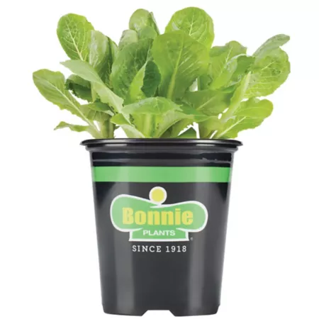 Bonnie Plants 19.3 oz Green romaine lettuce plant in pot Vegetable Plants